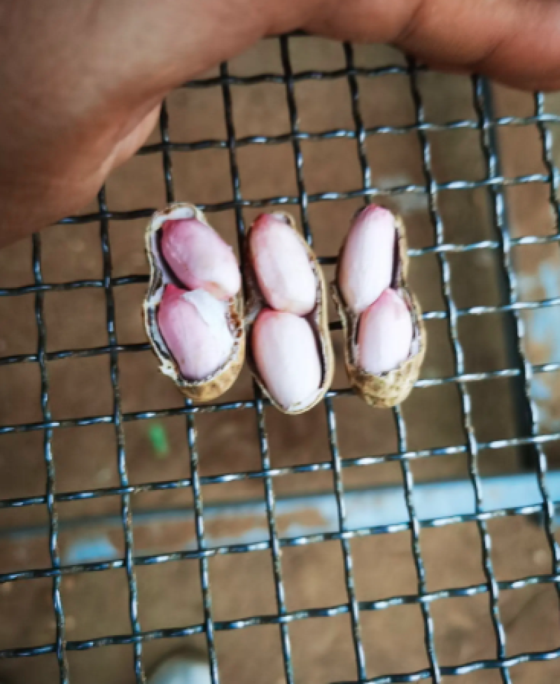 大量供应鲜花生，产地直供，万亩基地，支持一件代发全国代办