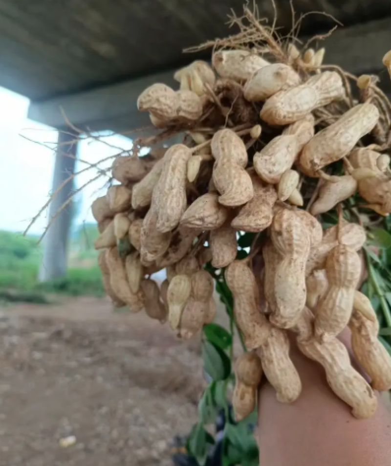 大量供应鲜花生，产地直供，万亩基地，支持一件代发全国代办