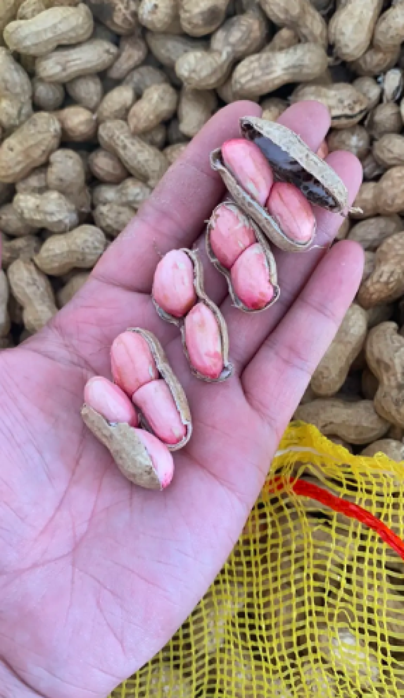 大量供应鲜花生，产地直供，万亩基地，支持一件代发全国代办