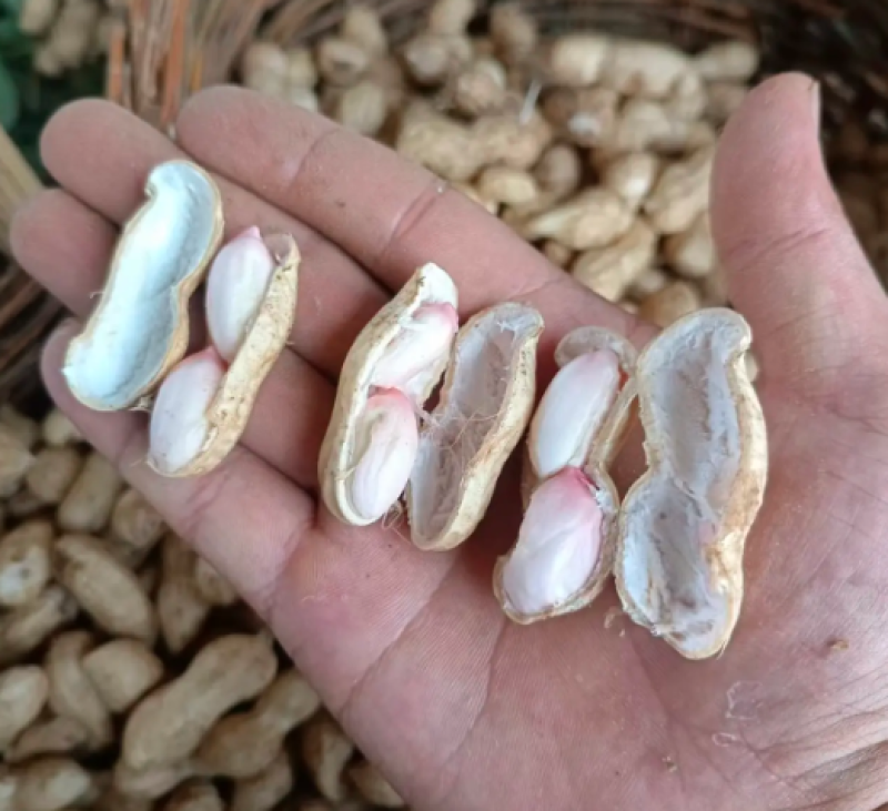 大量供应鲜花生，产地直供，万亩基地，支持一件代发全国代办