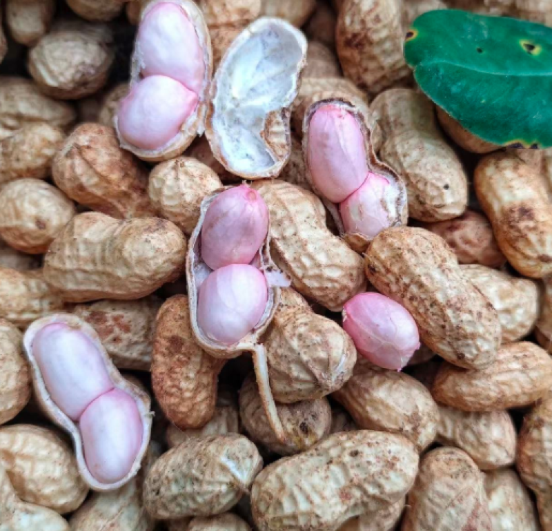 大量供应鲜花生，产地直供，万亩基地，支持一件代发全国代办
