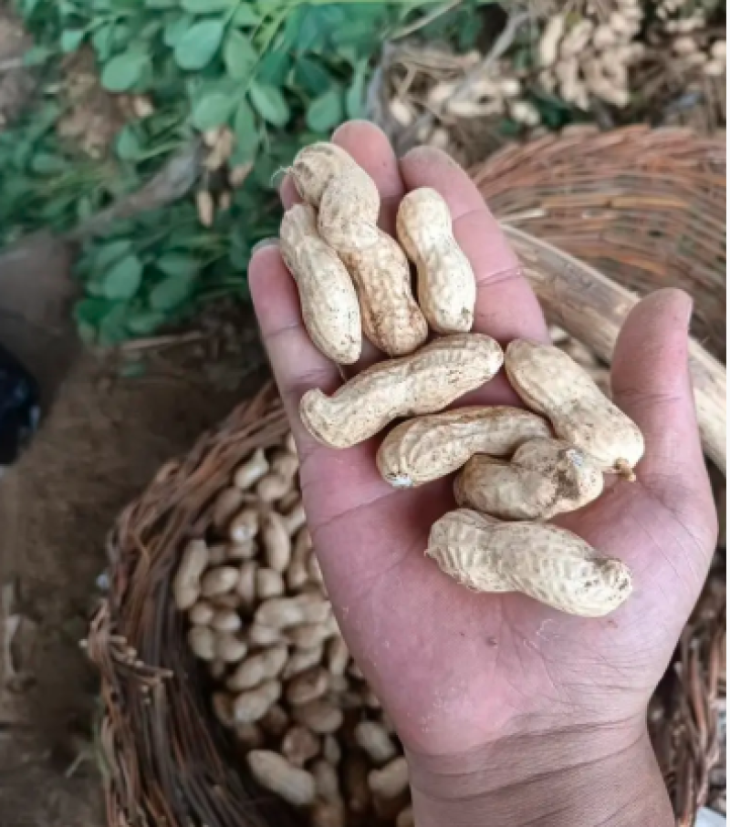 大量供应鲜花生，产地直供，万亩基地，支持一件代发全国代办