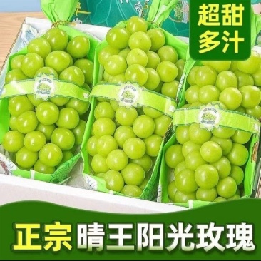 精品阳光玫瑰大量上市量大从优诚信经营致电联系
