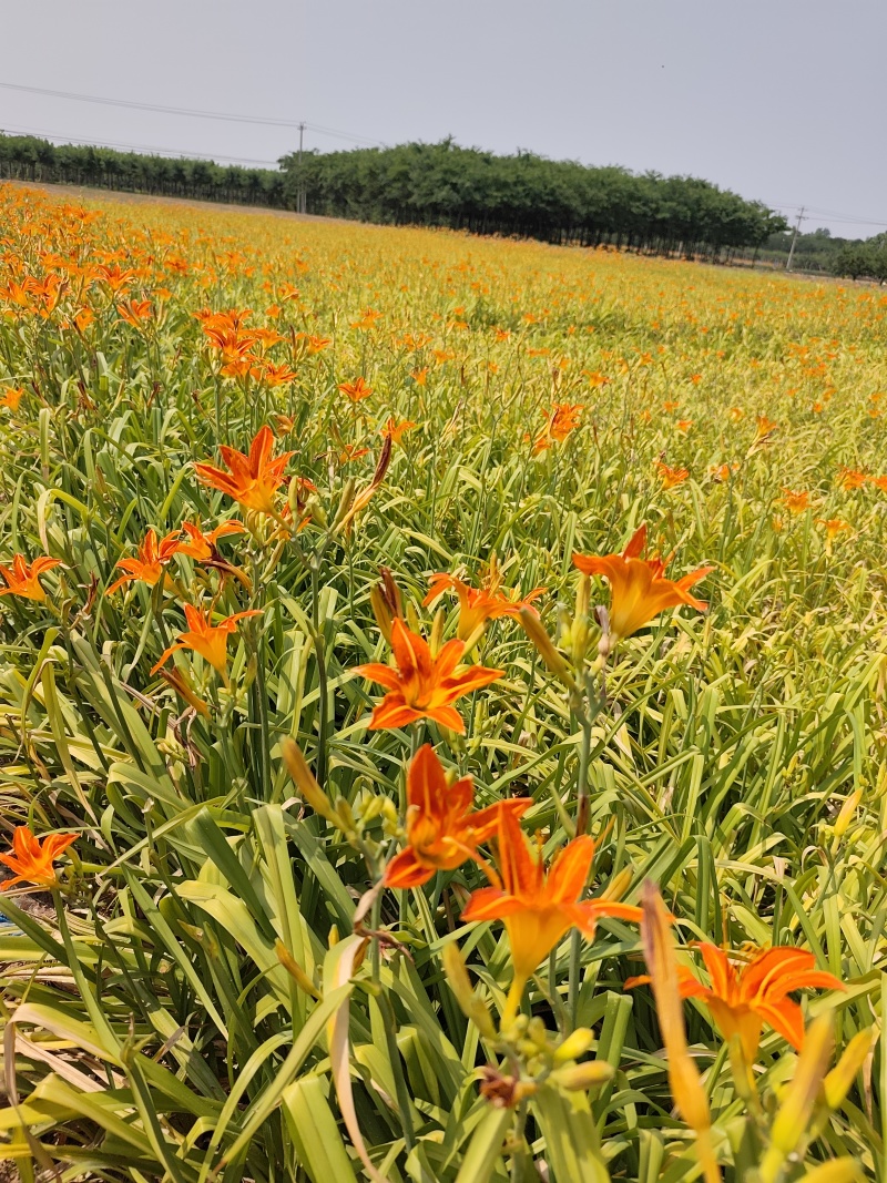 红花萱草，大量供应