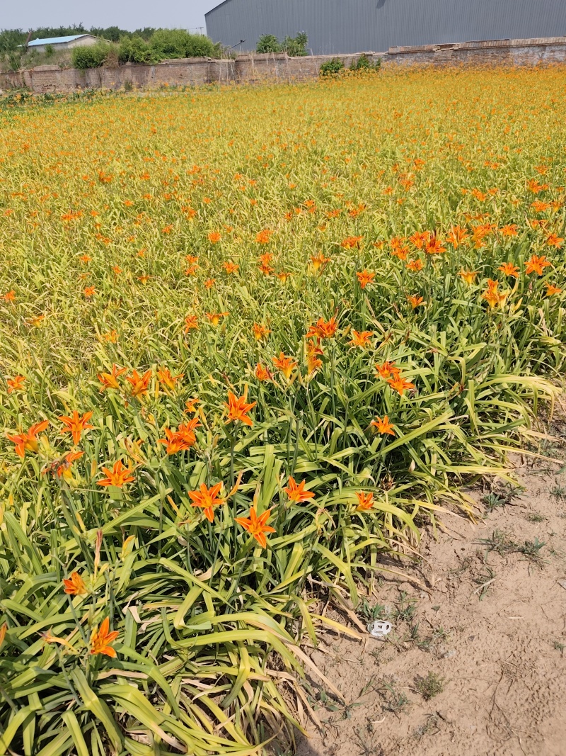 红花萱草，大量供应