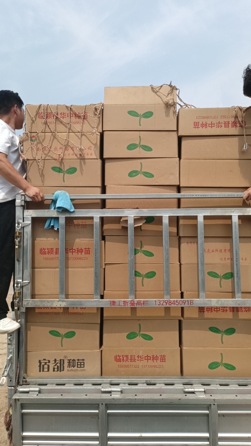 黑皮大东瓜苗，长80公分，重30斤上下