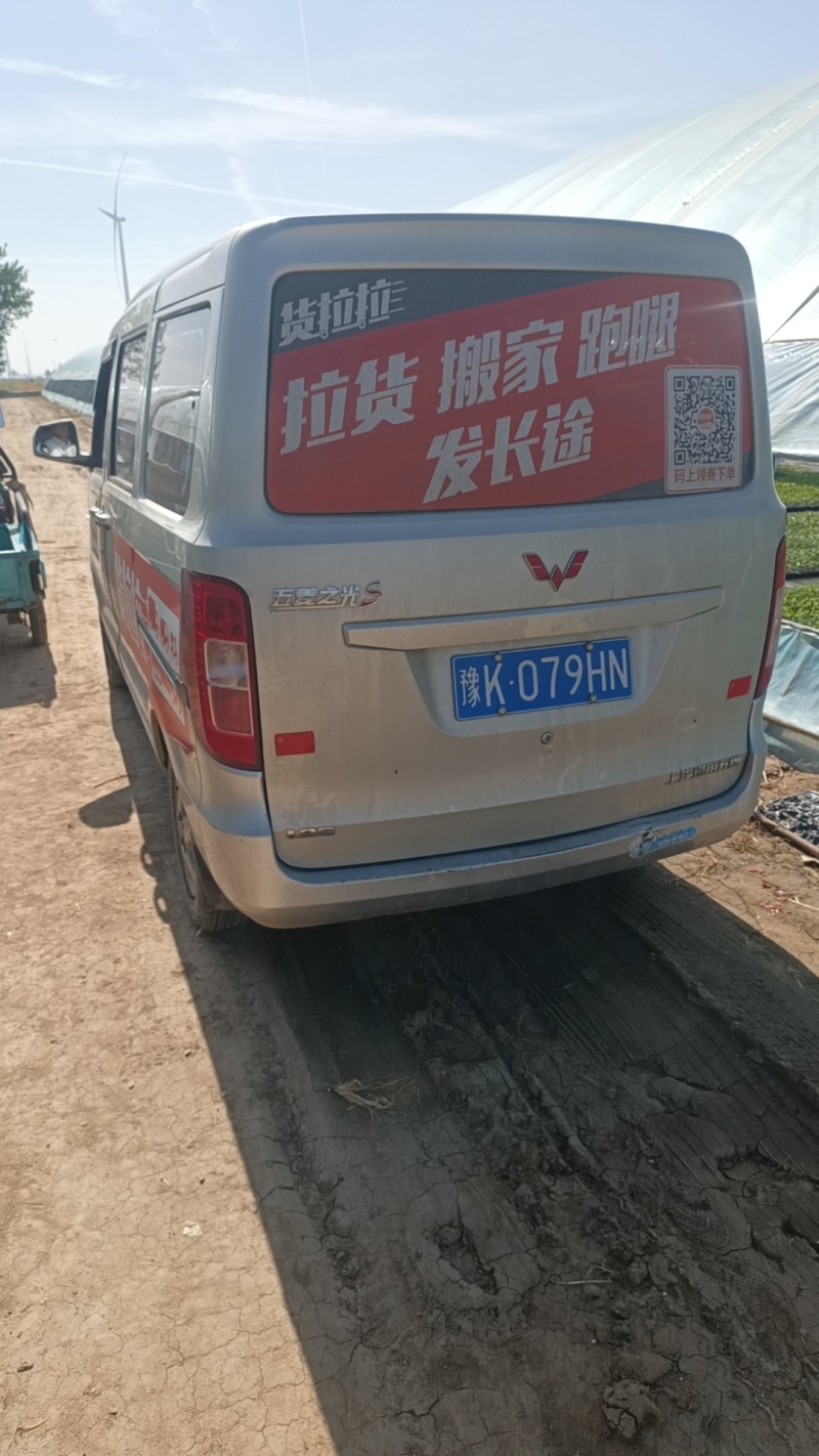 黑皮大东瓜苗，长80公分，重30斤上下
