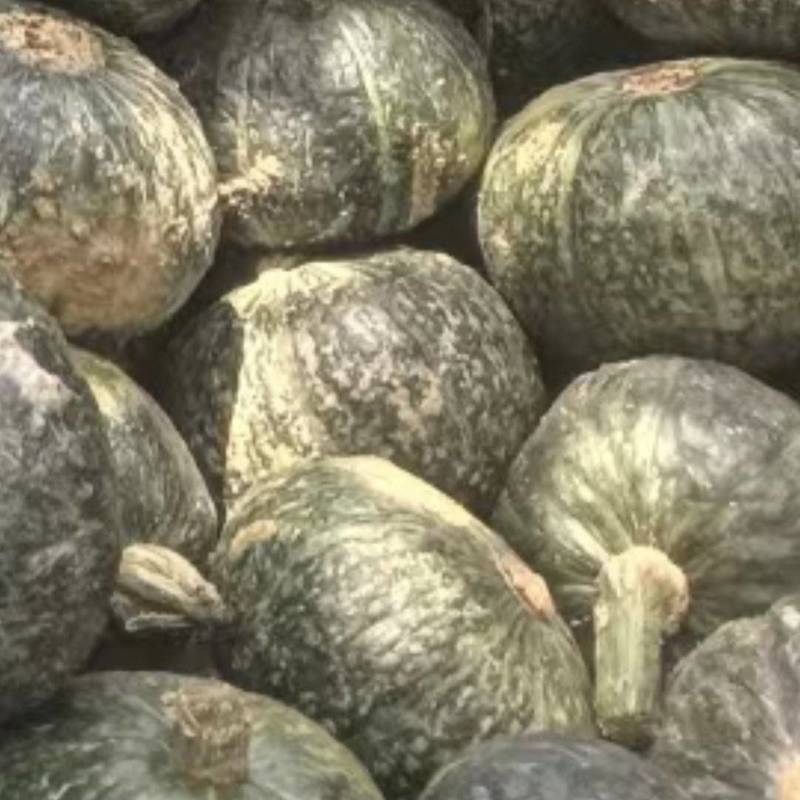 板栗南瓜大量上市