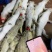 广东新鲜速冻鳄鱼肉全国可发质量保证欢迎来电咨询