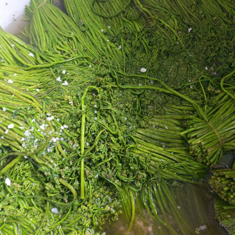 东北野生蕨菜
