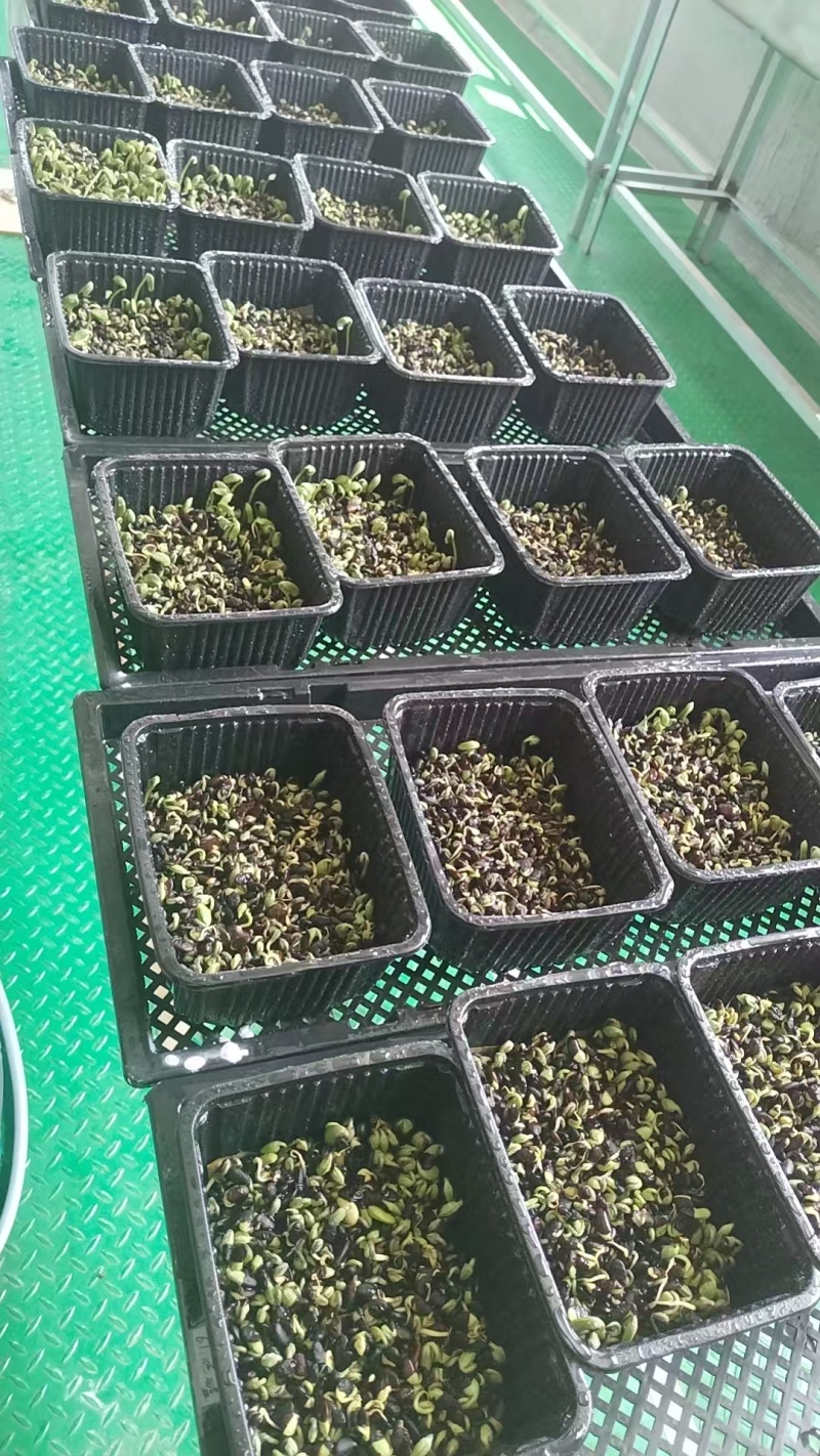 空心菜苗，水发，有质检报告