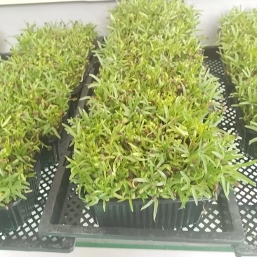 空心菜苗，水发，有质检报告