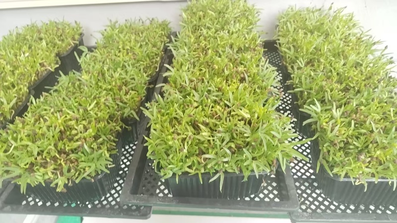 空心菜苗，水发，有质检报告