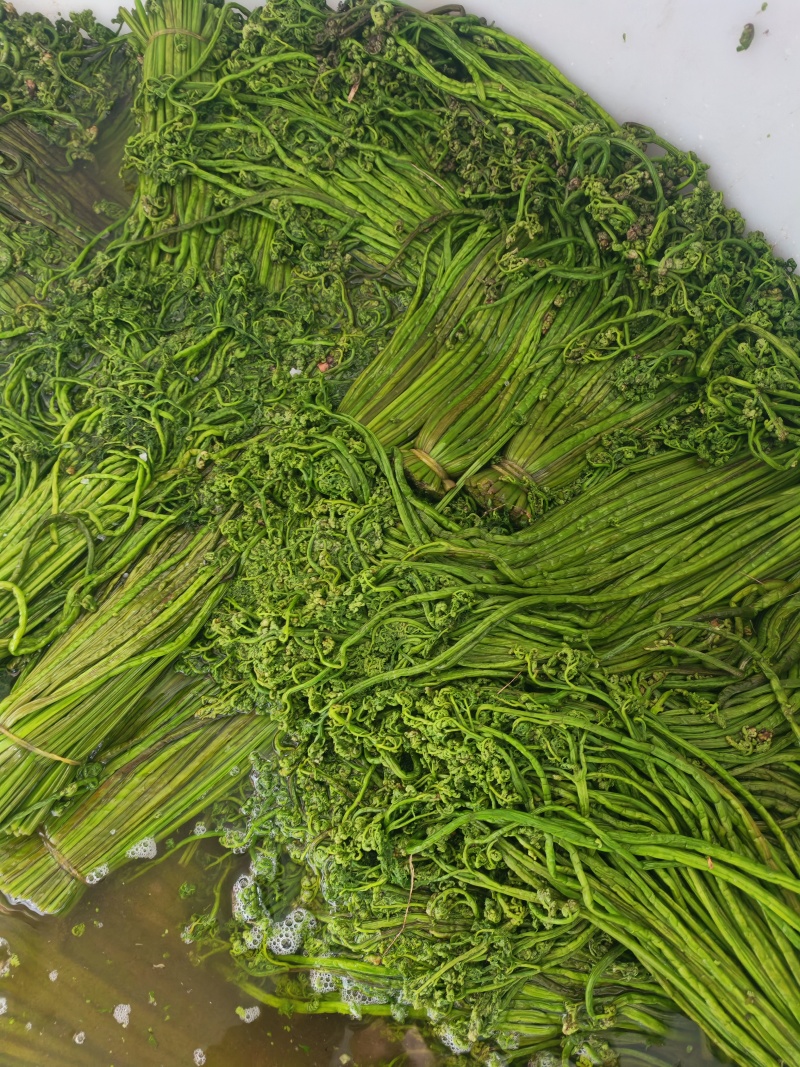 东北野生蕨菜