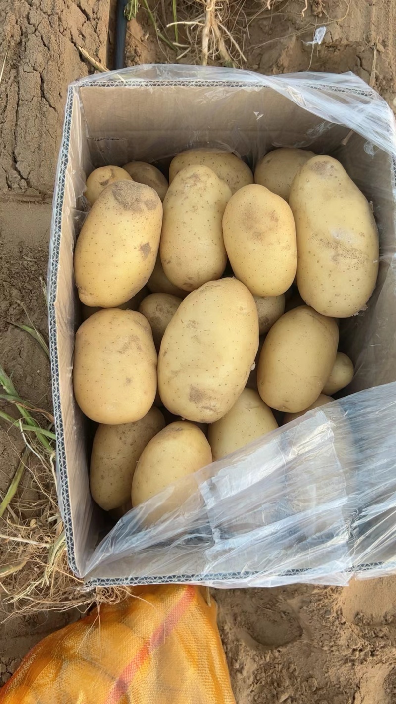 内蒙古纯沙地玖恩十一接单中，对接全国市场，电商，边贸