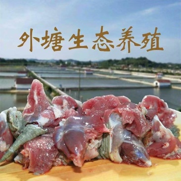 中华草龟肉生态养殖全国可发价格优惠欢迎来电质询