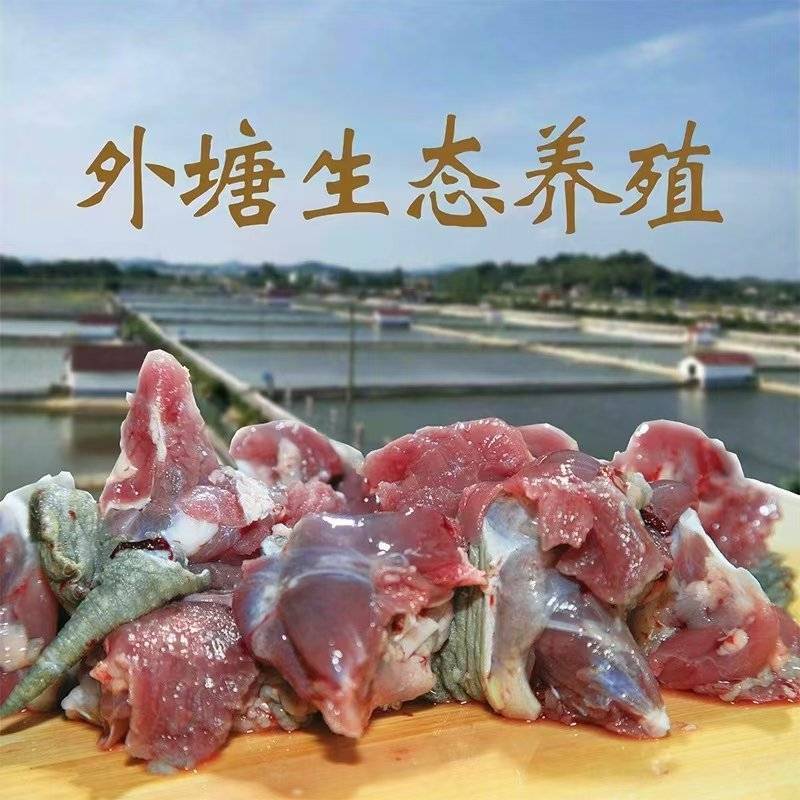 中华草龟肉生态养殖全国可发价格优惠欢迎来电质询