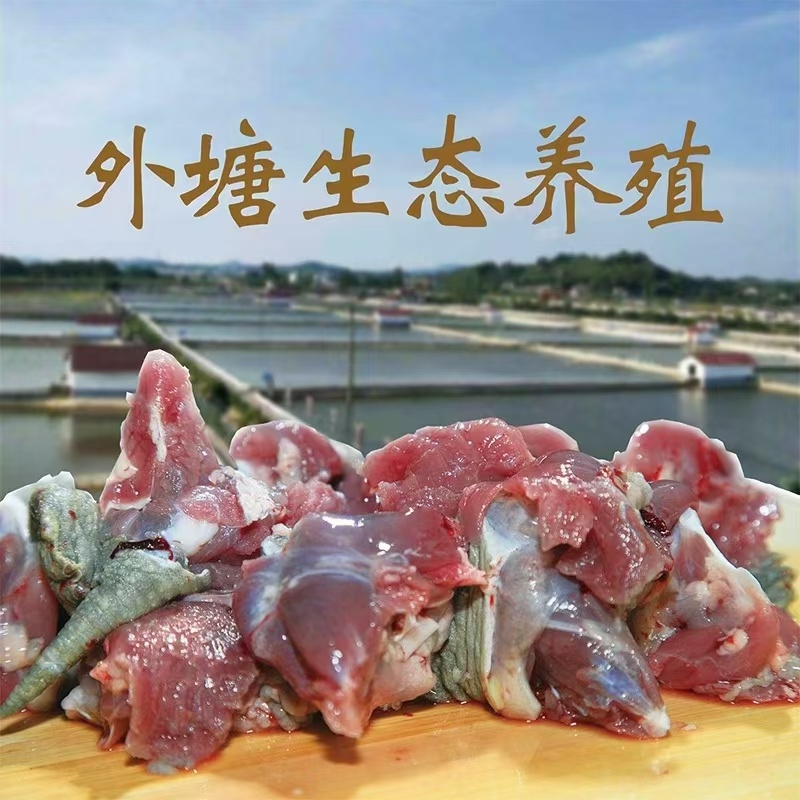 中华草龟肉生态养殖全国可发价格优惠欢迎来电质询