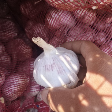 精品紫皮大蒜