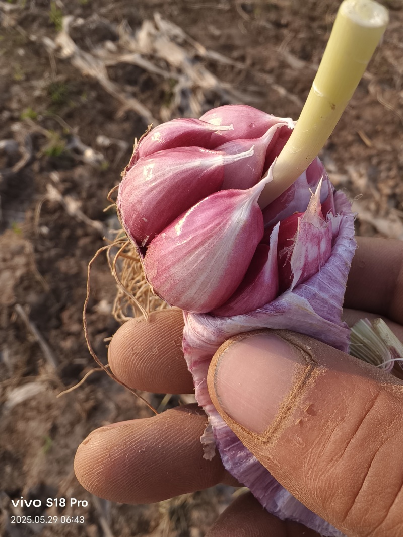 精品紫皮大蒜