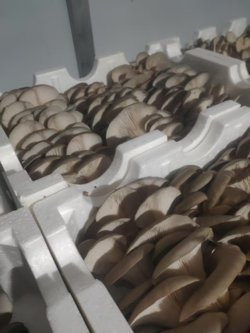 甘肃平菇产地直发货源充足对接商超批发商