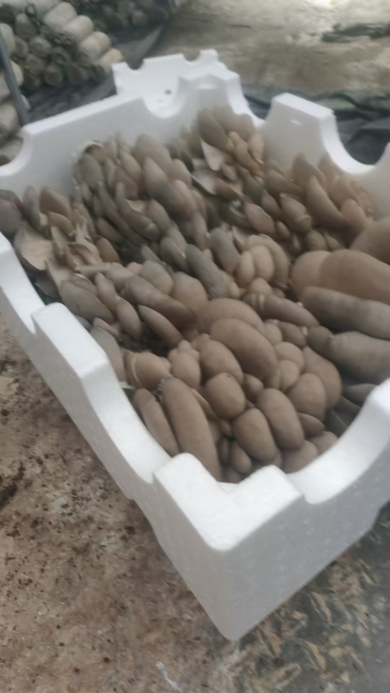 甘肃平菇产地直发货源充足对接商超批发商