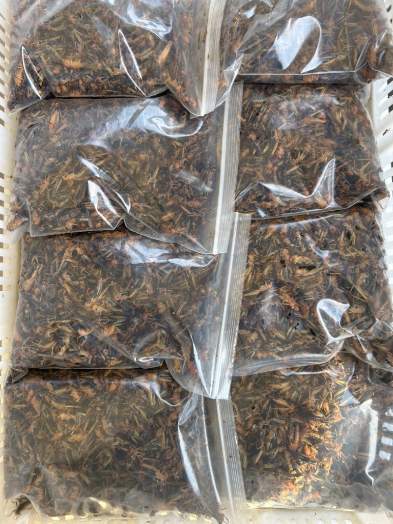 生鲜蚂蚱