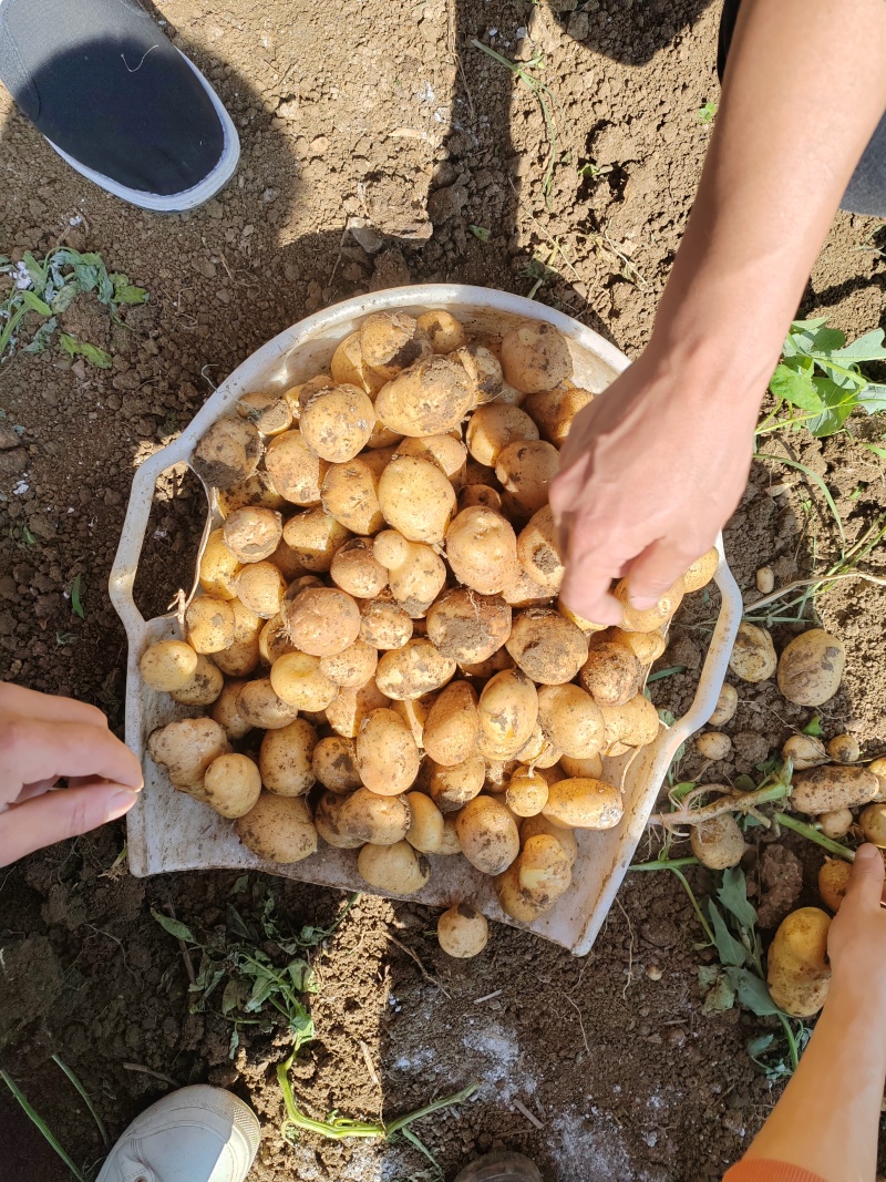 云南高海拔种植小土豆