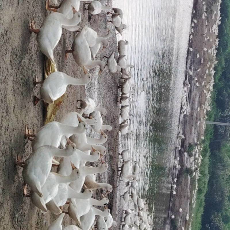 70+日一点黑鸭（高统货）