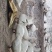 70+日一点黑鸭（高统货）