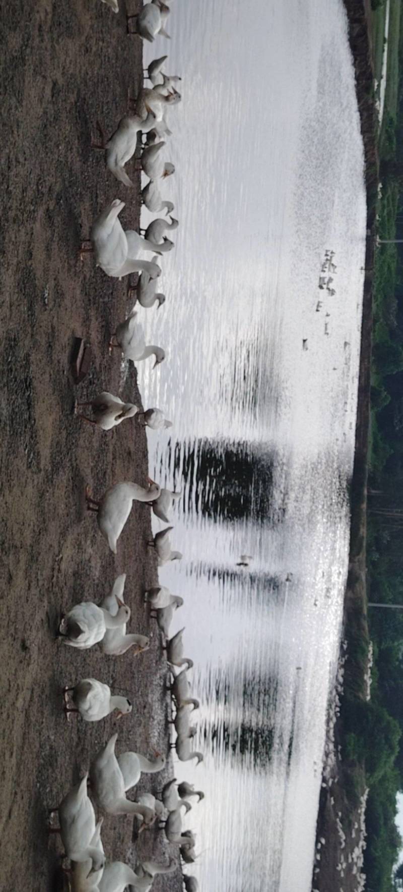 70+日一点黑鸭（高统货）