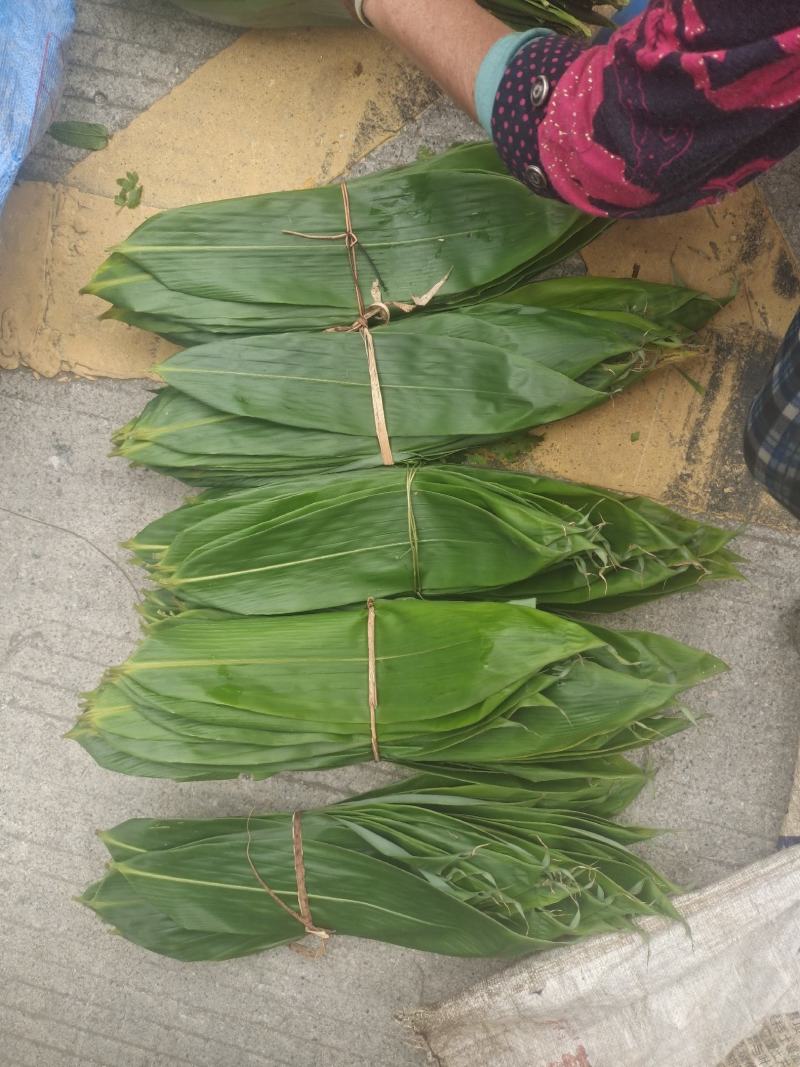 棕叶，新鲜野生棕叶大量供应，现需现摘，有需联系。