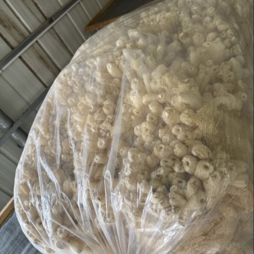 昨天烘干的新鲜竹荪50斤干货