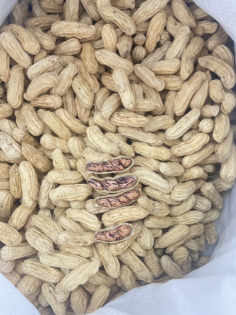 七彩花生精品干货，干净无泥，颗粒饱满，3-4粒的大果