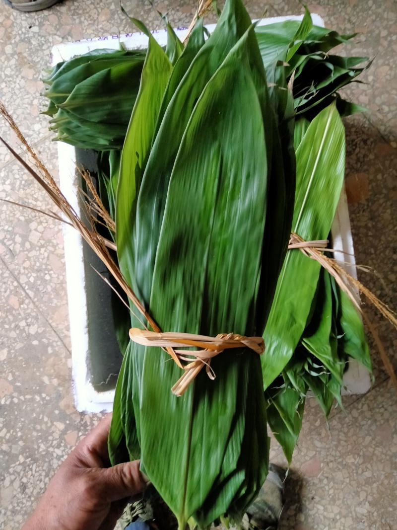 棕叶，新鲜野生棕叶大量供应，现需现摘，有需联系。