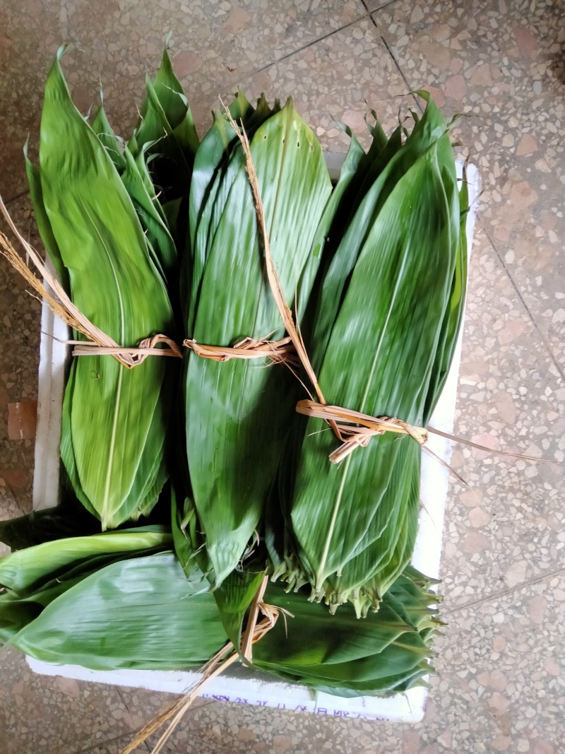 棕叶，新鲜野生棕叶大量供应，现需现摘，有需联系。