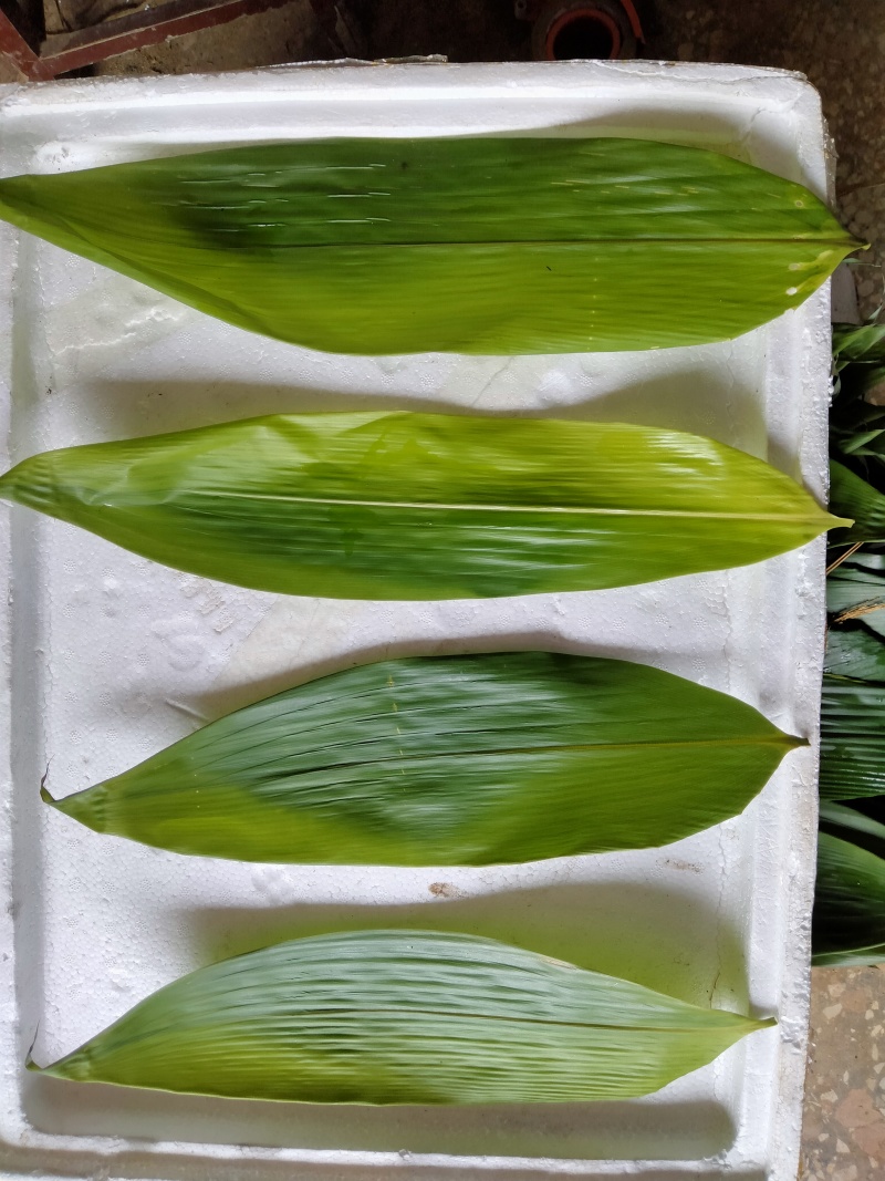 棕叶，新鲜野生棕叶大量供应，现需现摘，有需联系。