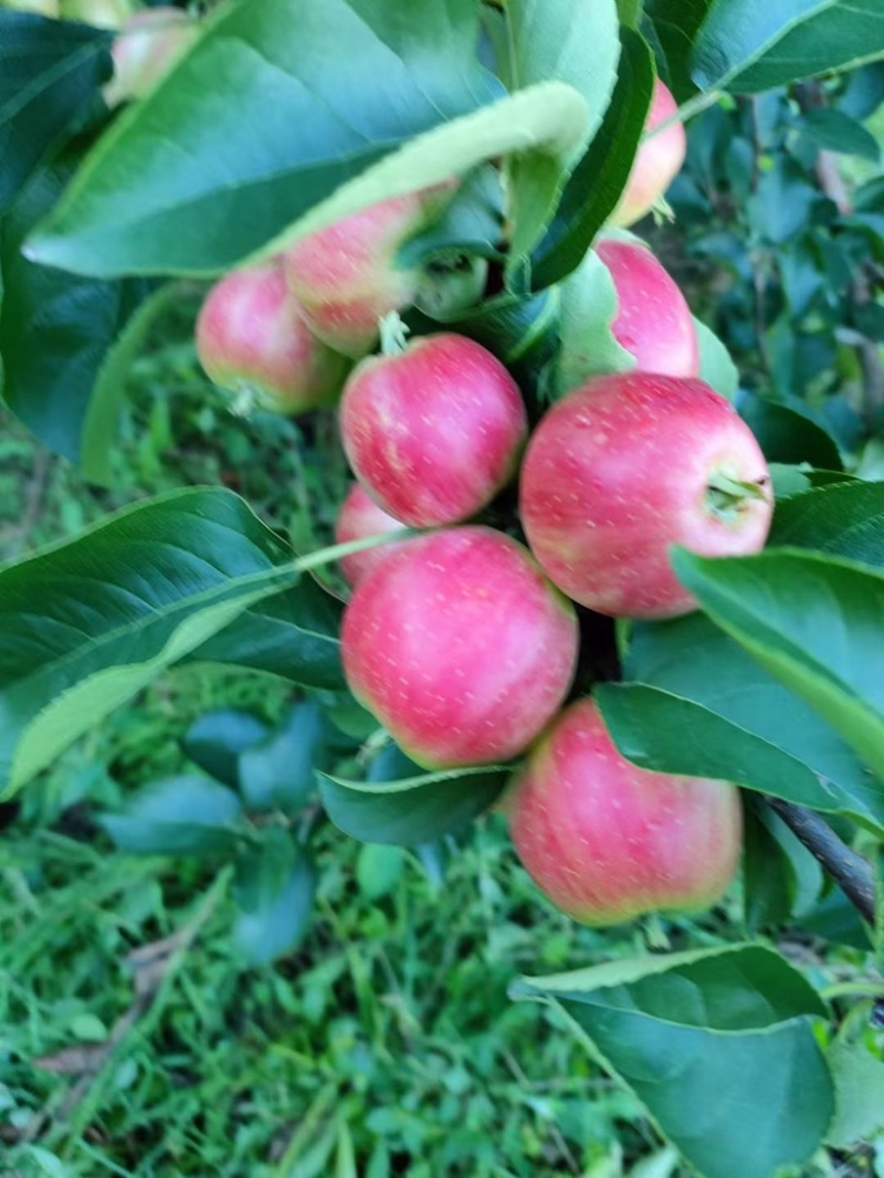 123金红小苹果