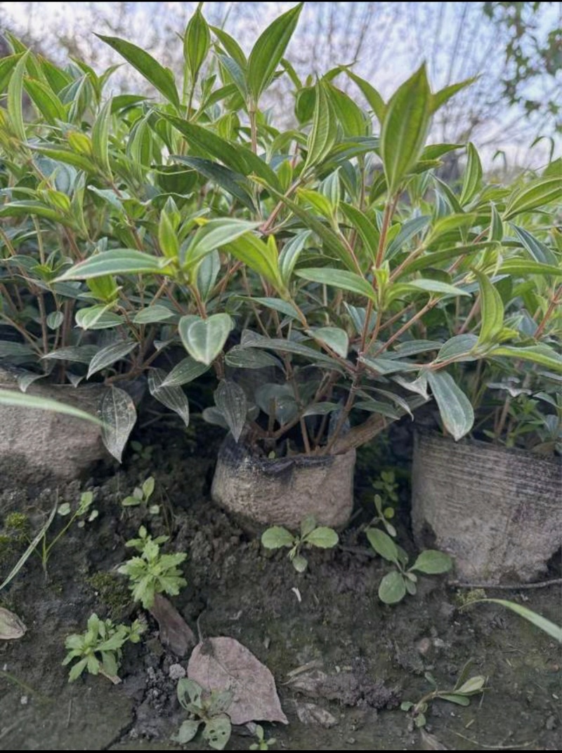 紫牡丹巴西野牡丹，大小杯，基地批发，各种规格