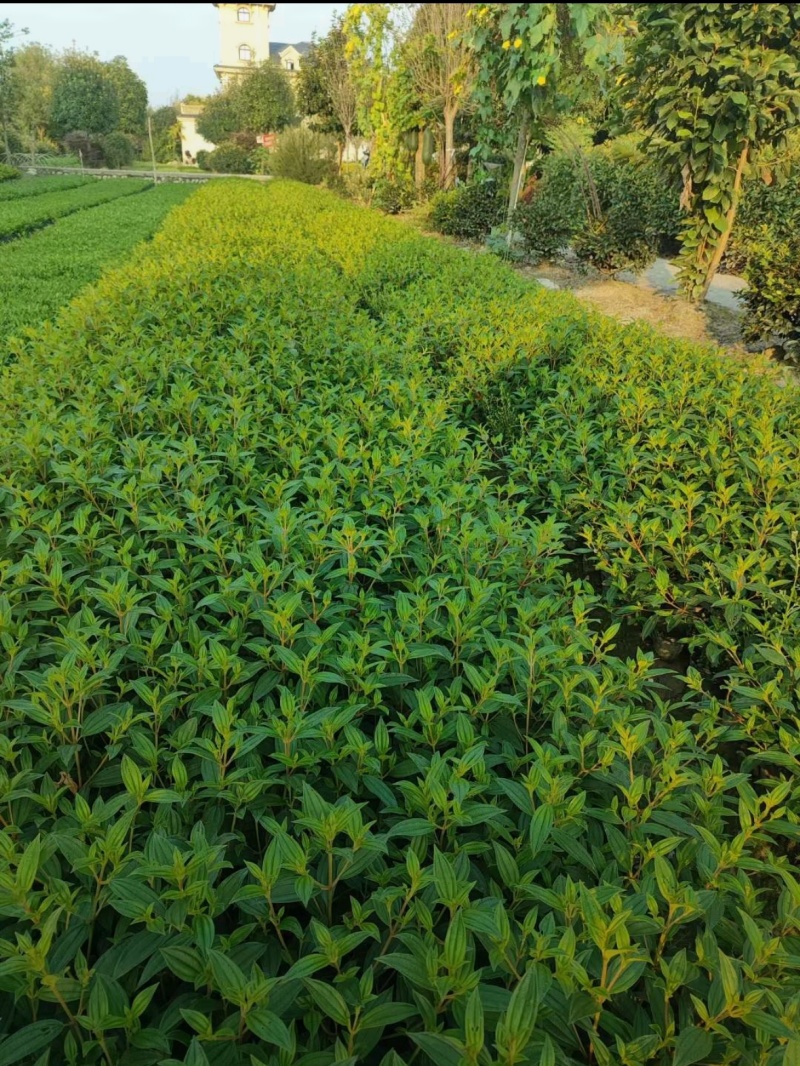 紫牡丹巴西野牡丹，大小杯，基地批发，各种规格