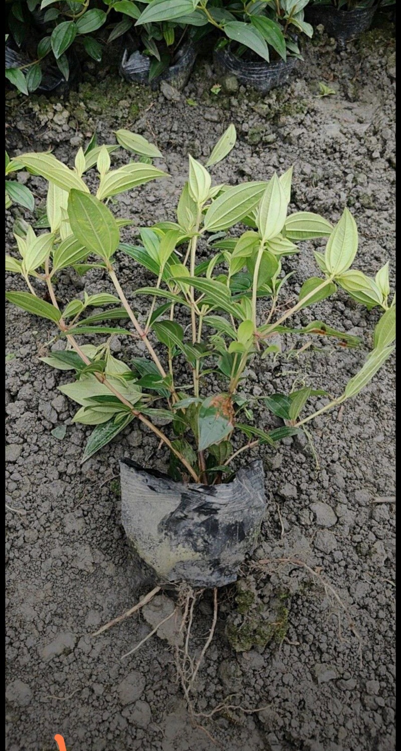 紫牡丹巴西野牡丹，大小杯，基地批发，各种规格