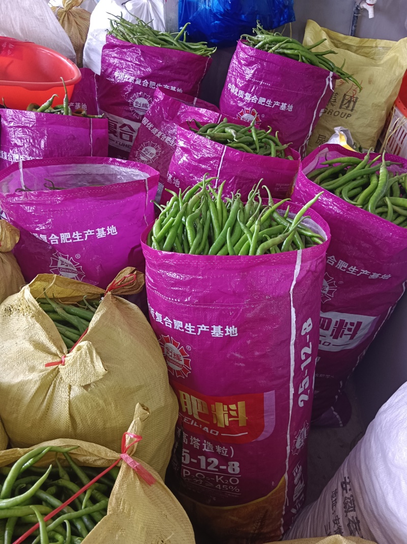 安徽鲜辣椒/大量供应/全国发货/需要的可以联系