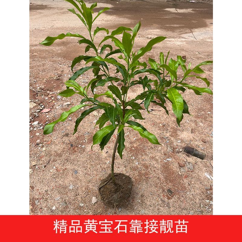 正宗嫁接黄宝石黄晶果树苗黄金果冬蜜大果品种四季盆栽地栽黄晶