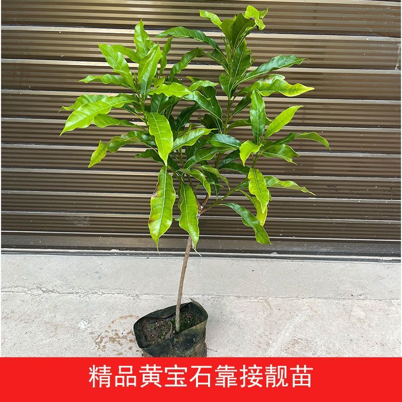 正宗嫁接黄宝石黄晶果树苗黄金果冬蜜大果品种四季盆栽地栽黄晶