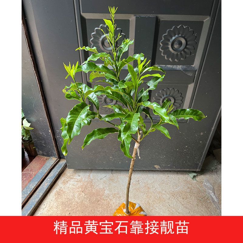 正宗嫁接黄宝石黄晶果树苗黄金果冬蜜大果品种四季盆栽地栽黄晶