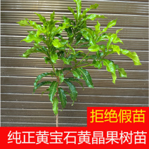 正宗嫁接黄宝石黄晶果树苗黄金果冬蜜大果品种四季盆栽地栽黄晶