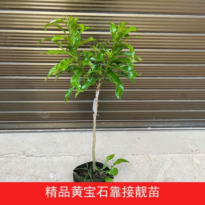 正宗嫁接黄宝石黄晶果树苗黄金果冬蜜大果品种四季盆栽地栽黄晶