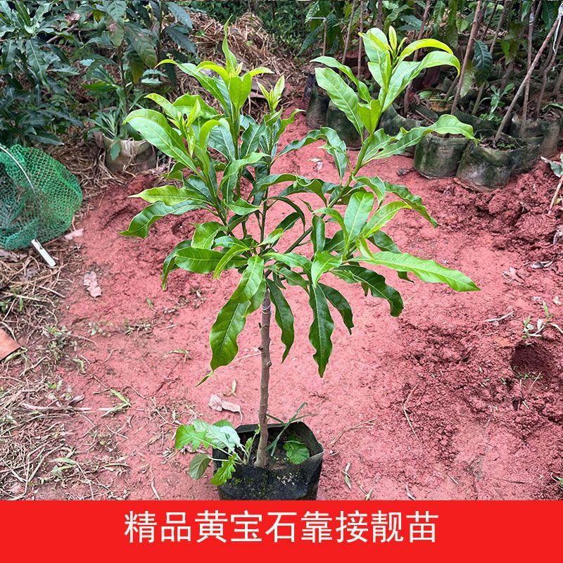 正宗嫁接黄宝石黄晶果树苗黄金果冬蜜大果品种四季盆栽地栽黄晶