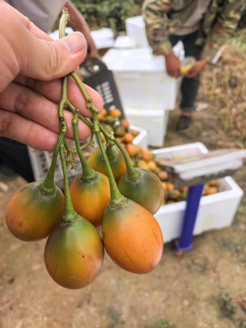 树番茄