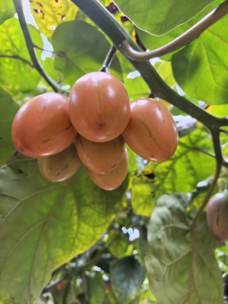 树番茄